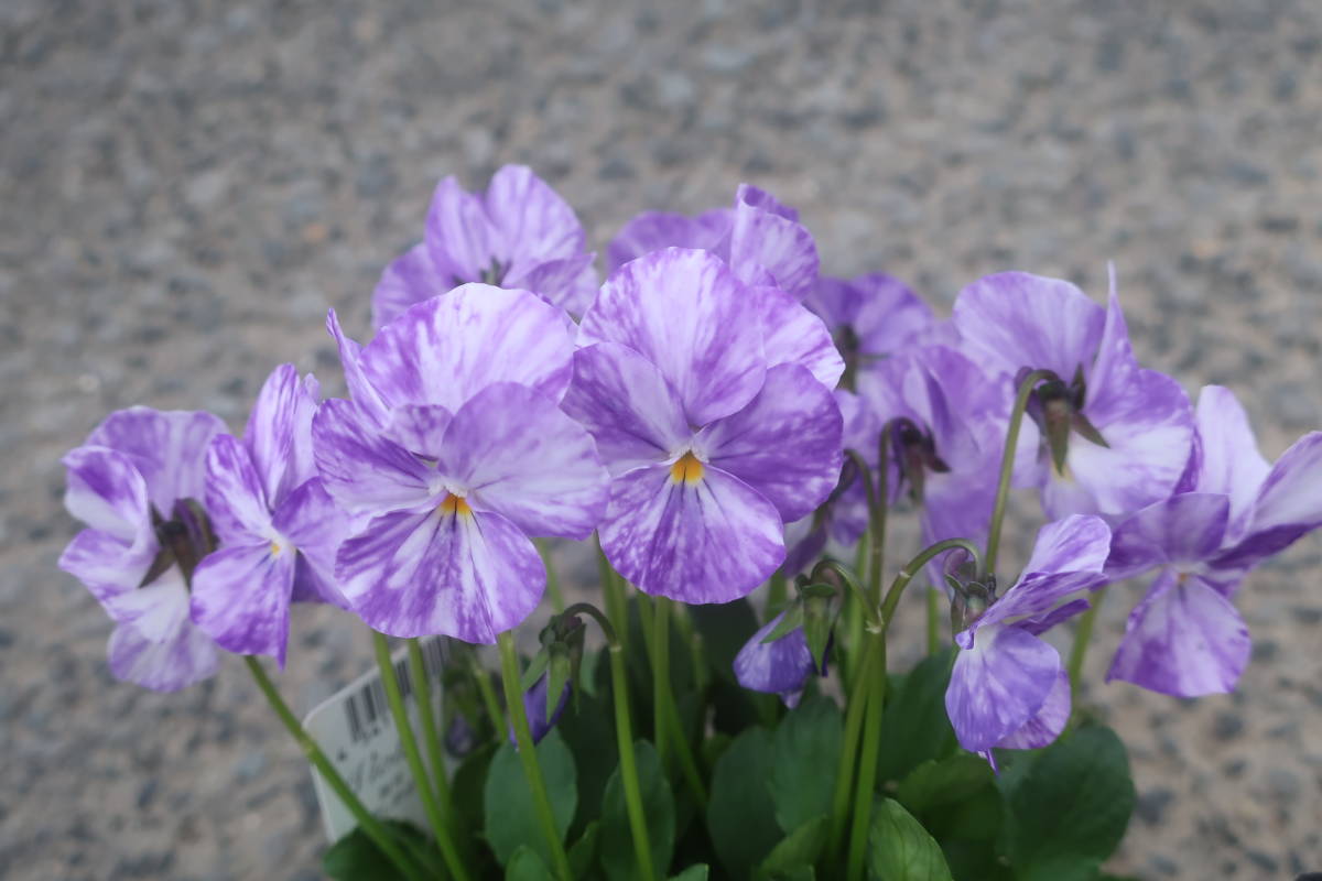 絞り咲き 宿根ビオラ コルビネ 耐寒 宿根 草花 花 売買されたオークション情報 Yahooの商品情報をアーカイブ公開 オークファン Aucfan Com