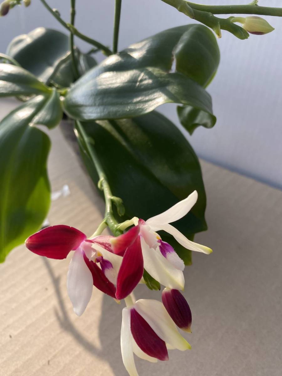 ロ-142 【胡蝶蘭】台湾育種家新着苗 Phal. Tetraspis 'red' x Phal