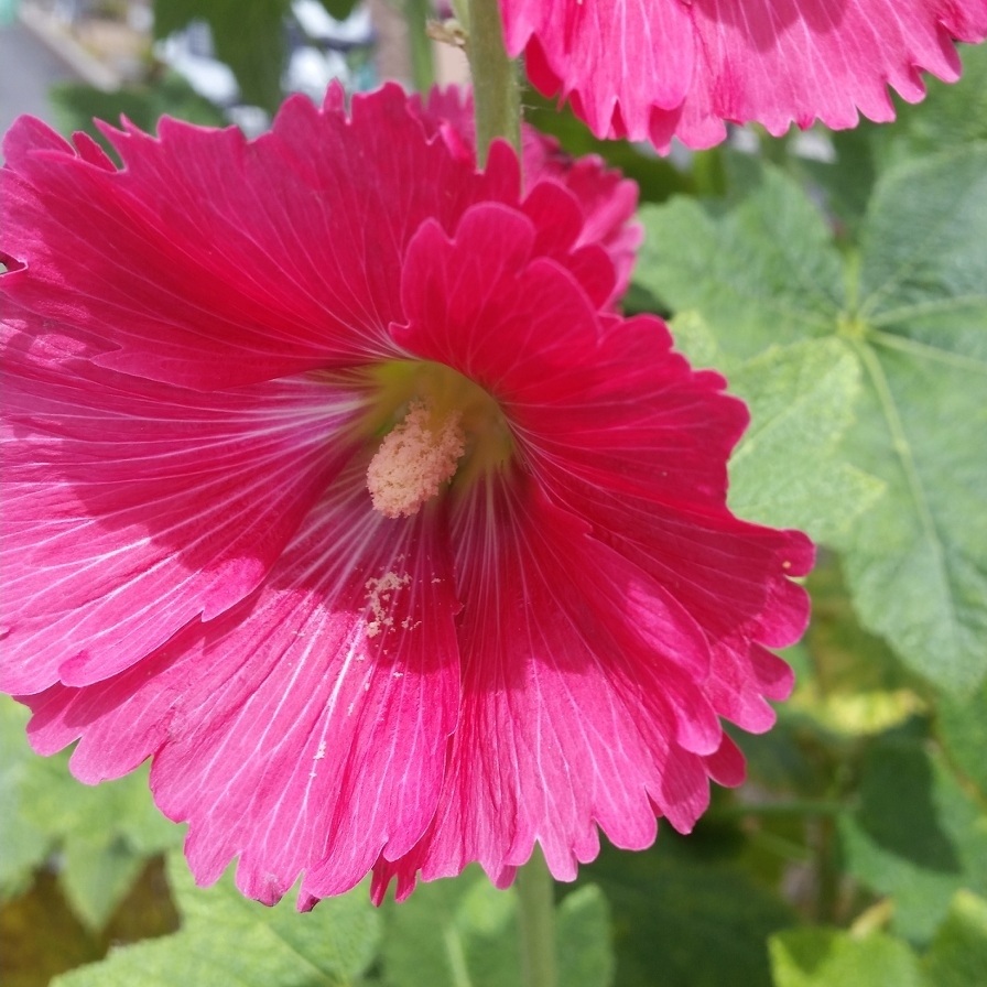 タチアオイ 40粒 ホリホック 赤 種 アオイ科 宿根草 19 7月下旬採取 同梱歓迎 種 売買されたオークション情報 Yahooの商品情報をアーカイブ公開 オークファン Aucfan Com タチアオイ 40粒 ホリホック 赤 種 アオイ科 宿根草 19 7月下旬採取 同梱歓迎 種 売買されたオークション情報 Yahooの商品情報をアーカイブ公開 オークファン Aucfan Com