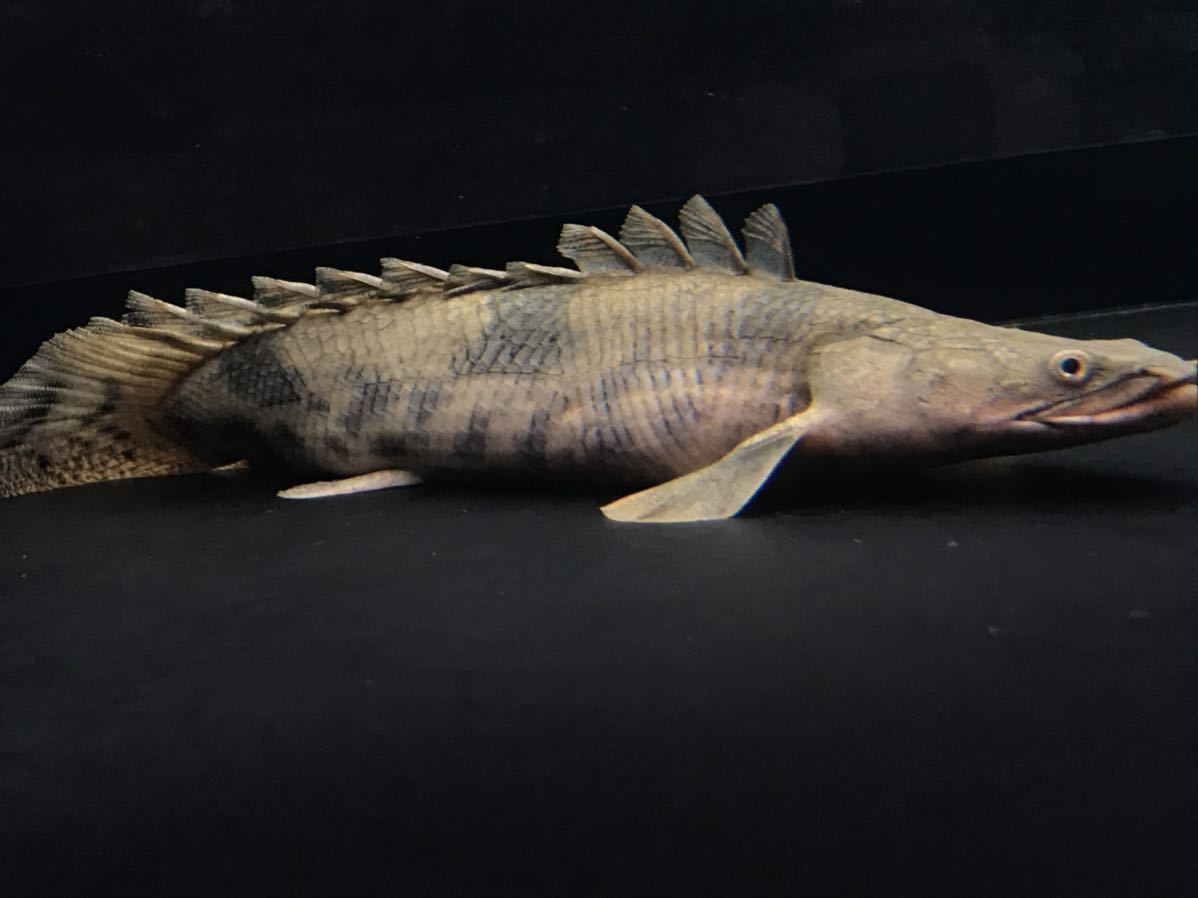 ワイルドベタ アントゥタ（ターコイズドラゴン sp. Betta antuta