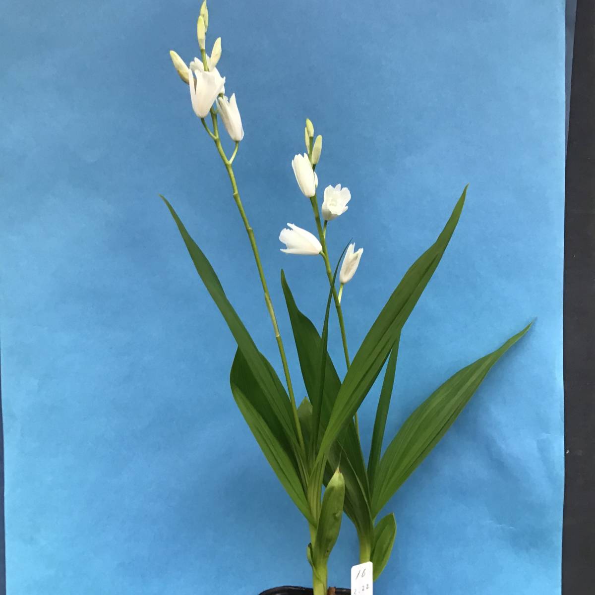 ☆　シラン　純白　三蝶咲き　☆