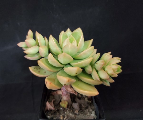 多肉植物 セダム属 黄麗 サボテン 売買されたオークション情報 Yahooの商品情報をアーカイブ公開 オークファン Aucfan Com