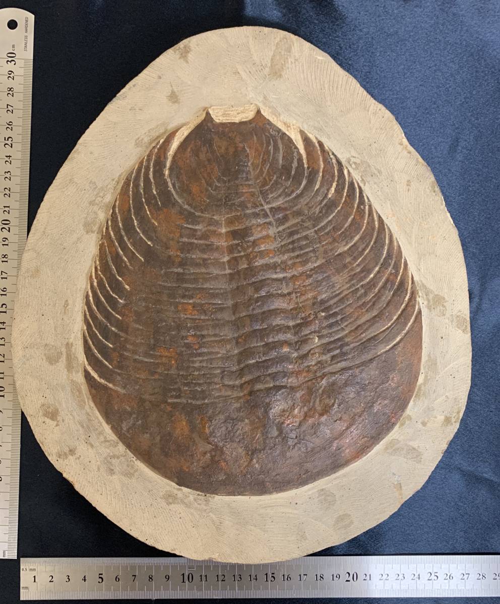 昆虫用品 モロッコ産出 三葉虫 odontochi li sp（デボン紀中期）化石標本