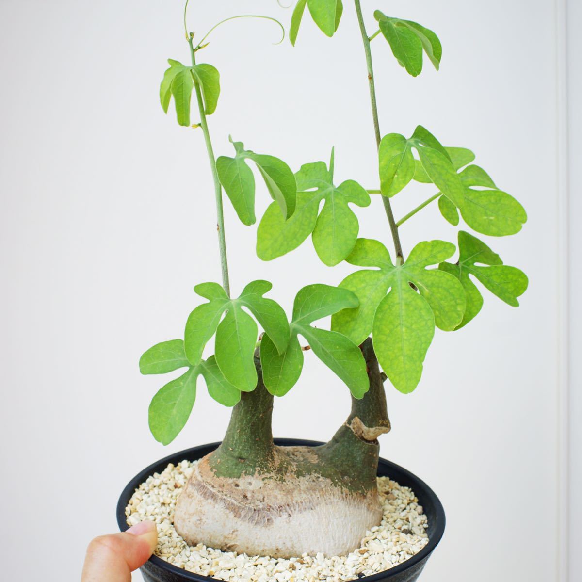 アデニアグラウカ Adenia glauca 幻蝶かずら 塊根植物 多肉植物