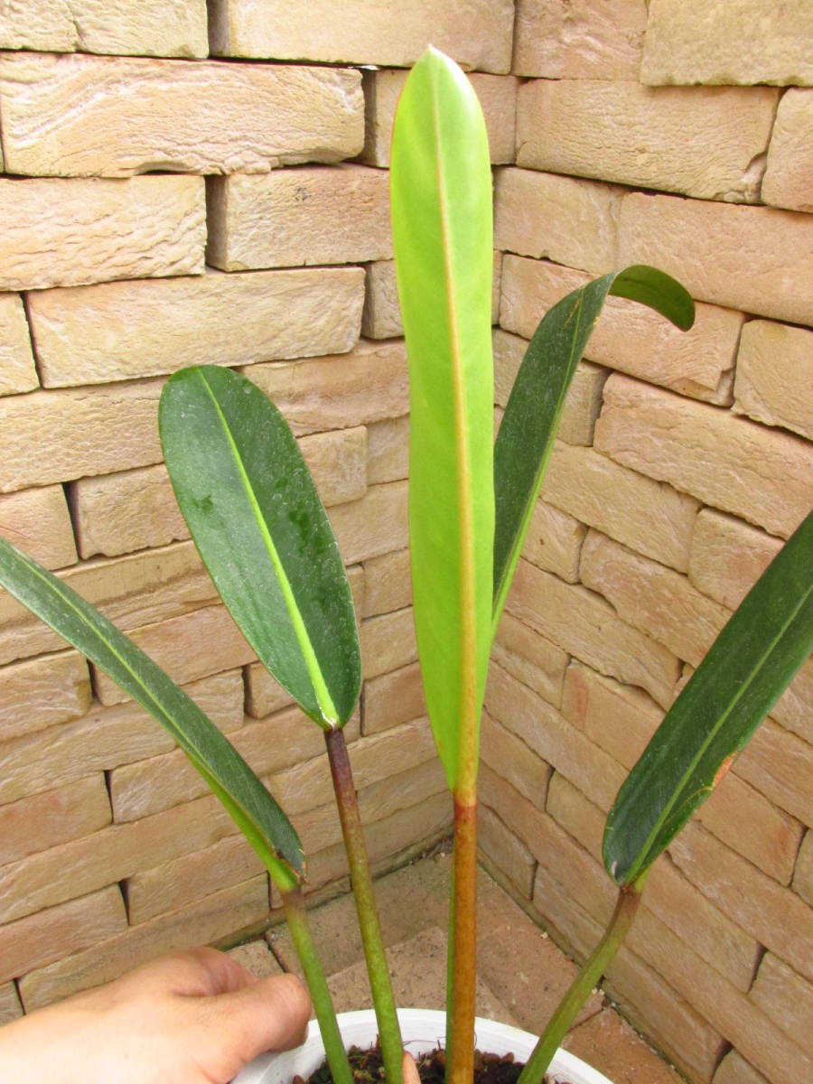 フィロデンドロン カローサム Philodendron calossum 公式通販