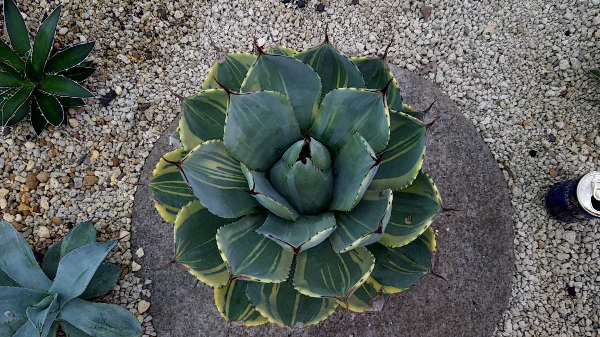 Naughty sun 特選株 アガベ パーリートランカータ ライムストリーク -