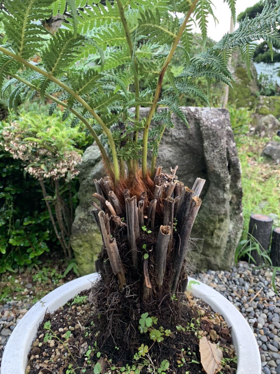 ディクソニア アンタルクティカ 世界の半分は植物界 : 園芸ネット本店