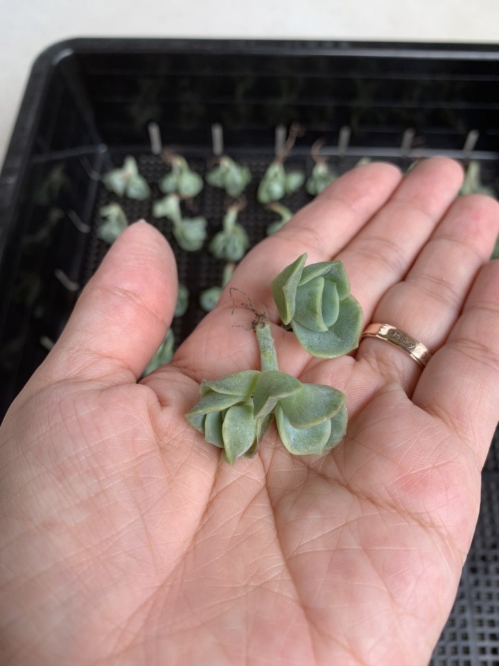 テナガコガネ 昆虫標本 手長黄金最高峰セスジドウナガテナガコガネ