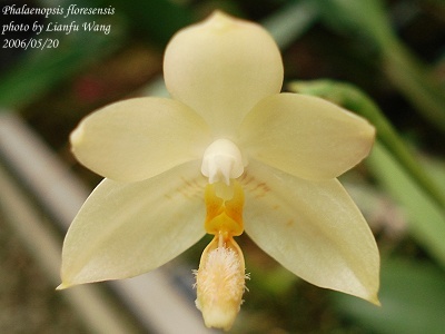 NK】Phalaenopsis floresensis aurea sib【洋蘭 原種 胡蝶蘭