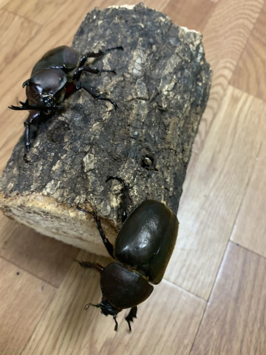 オキナワカブト☆WF3☆♂59mm♀45mm☆ 沖縄県 島尻郡 伊平屋村 田名