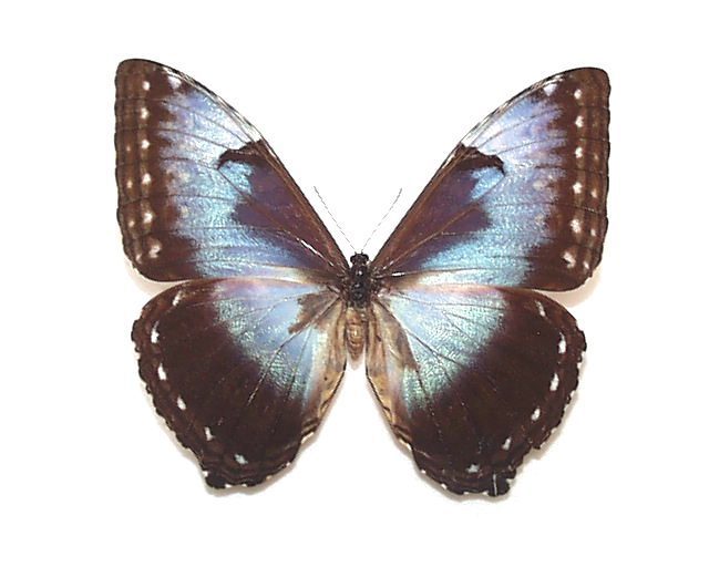 蝶（標本） タイヨウ モルフォ ♂A ♀A ブラジル産 開長130mm