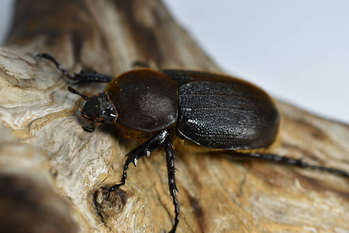 限定セール，送料無料 DHヘラクレスオオカブト 新成虫メス単品 ２頭セット NO.２(外国産)｜売買されたオークション情報、yahooの商品情報をアーカイブ公開 - オークファン 外国産