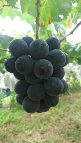【お得，最新作】 秀品 種なし巨峰ぶどう3ｋｇ 5 7房入 山梨牧丘産 最高級品贈答用 ９月上旬 中旬発送 岡果実園⑫(ブドウ)｜売買されたオークション情報、yahooの商品情報をアーカイブ公開 - オークファン ブドウ