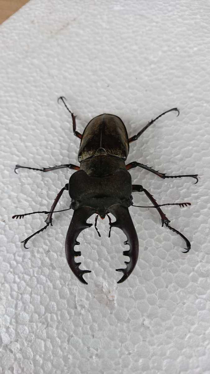 大型 ミヤマクワガタ♂3匹サイズ73㎜から75.2㎜ 福岡県久留米市近郊で