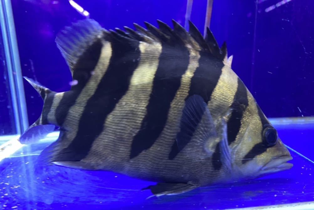 大型魚 ダトニオプラスワンの通販 | - ダトニオプラスワン (熱帯魚 
