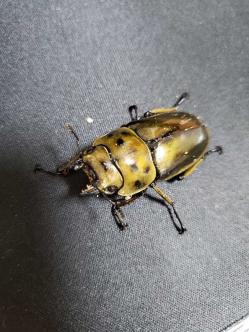  ババオウゴンオニクワガタ ♀単品 超大型♂交尾済み ババオウゴンオニ(外国産)｜売買されたオークション情報、yahooの商品情報をアーカイブ公開 - オークファン 外国産