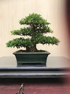 皐月(さつき)】 春の苑(はるのその) 極太幹 盆栽 素材 Yahoo
