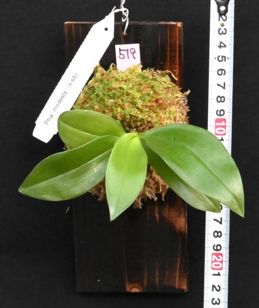 洋蘭原種 (519) 香りの胡蝶蘭 板付 Phal. modesta ファレノプシス モデスタ