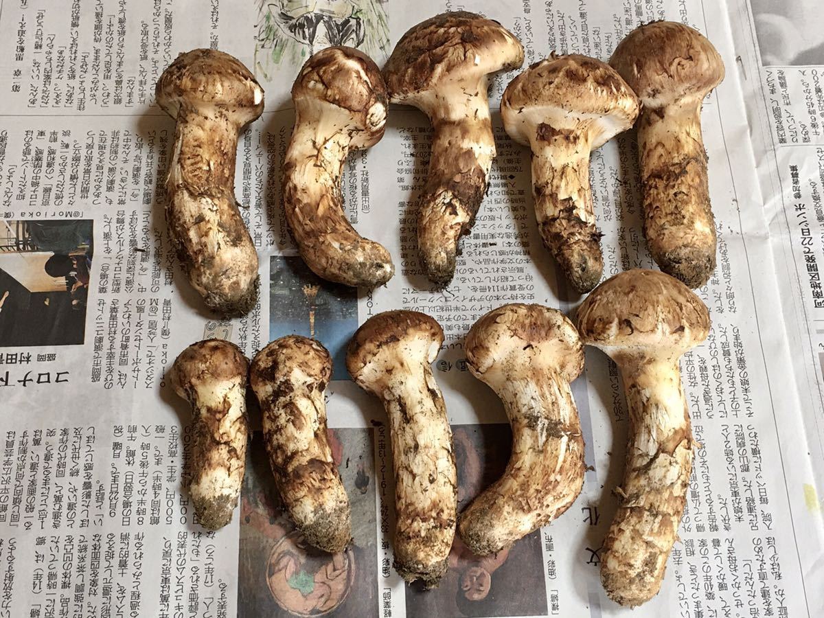 岩手県産 松茸 マツタケ ② 数量限定訳あり 特Ａ-天然きのこ山菜.com 岩手県産 松茸　10/10採取　485g マツタケ