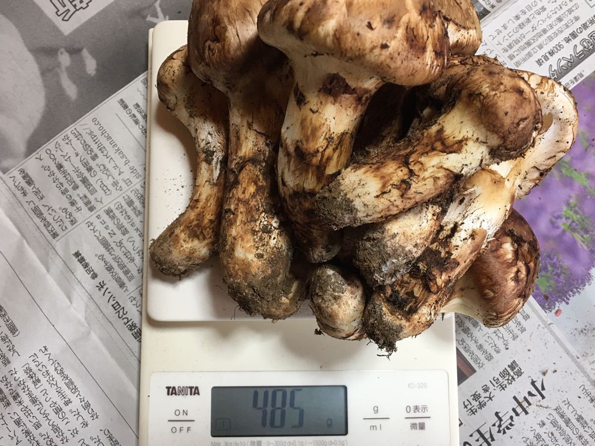 岩手県産 松茸 マツタケ ② 数量限定訳あり 特Ａ-天然きのこ山菜.com 岩手県産 松茸　10/10採取　485g マツタケ