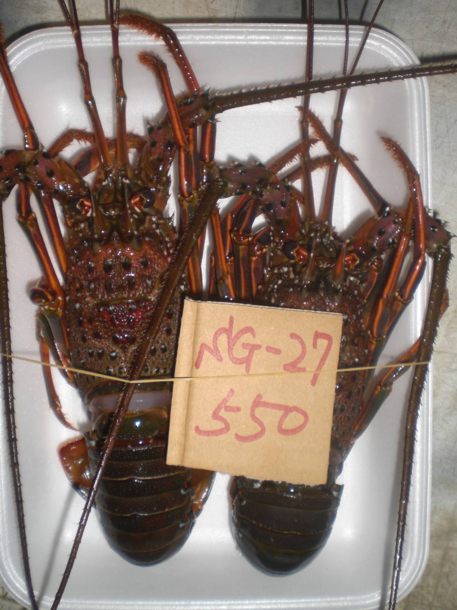 【愛媛産】　伊勢海老（2匹で550ｇ)　刺身OK　冷凍　 訳有　SG-27