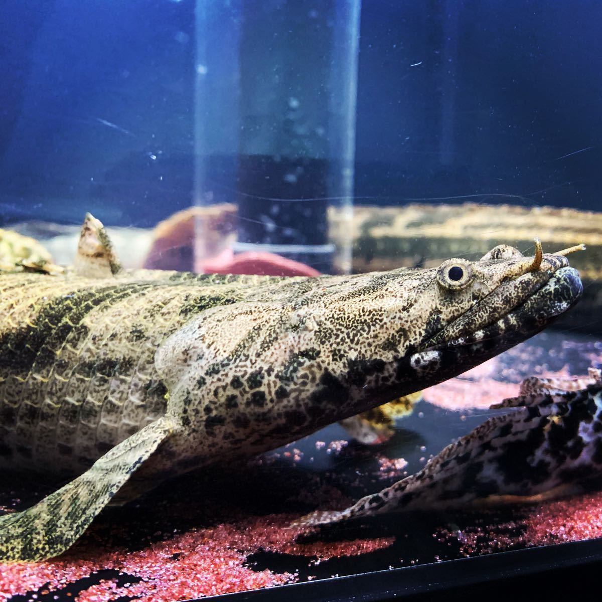 6月19日までの熱帯魚入荷情報！ | かねだい横浜店❗️ 続々新コーナー
