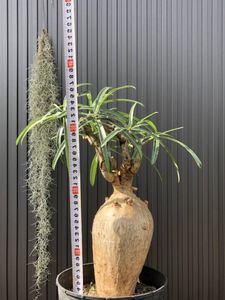 年10月 アデニウムのヤフオク の相場 価格を見る ヤフオク のアデニウムのオークション売買情報は165件が掲載されています