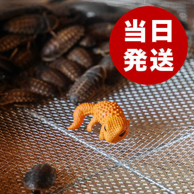 100%新品，低価 デュビア 1cm 前後 500匹(エサ)｜売買されたオークション情報、yahooの商品情報をアーカイブ公開 - オークファン エサ