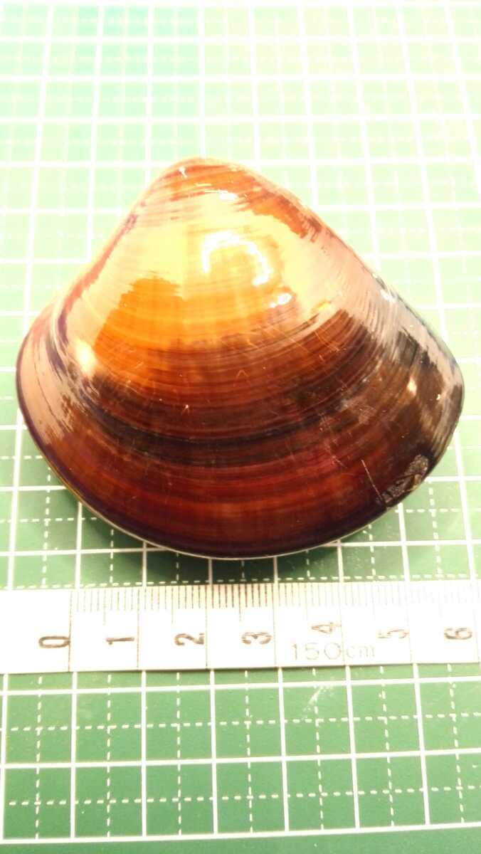 ハマグリ 単品60 007 貝合わせ 貝覆い 蛤 貝殻 標本 東京湾産 手芸 材料 ハンドメイド コレクション 天然 非加熱 素材 置物 材料 売買されたオークション情報 Yahooの商品情報をアーカイブ公開 オークファン Aucfan Com