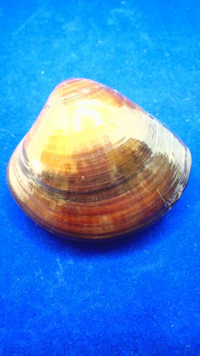 ハマグリ 単品60 007 貝合わせ 貝覆い 蛤 貝殻 標本 東京湾産 手芸 材料 ハンドメイド コレクション 天然 非加熱 素材 置物 材料 売買されたオークション情報 Yahooの商品情報をアーカイブ公開 オークファン Aucfan Com