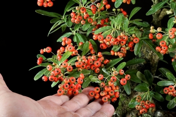 ピラカンサ(かなり年数持ち込み古い) 盆栽・苔玉 ピラカンサ（かなり