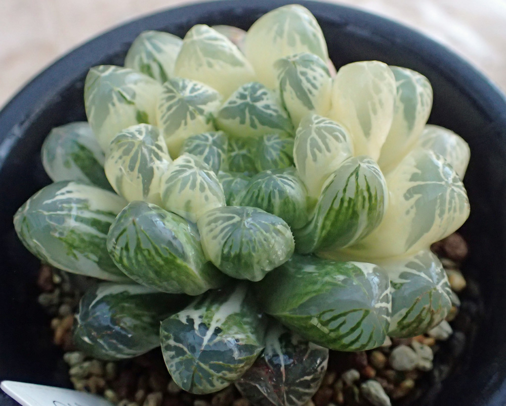 多肉植物 ハオルチア オブツーサ錦×OB-1（種子） 2020年交配 多肉植物