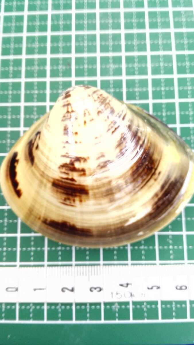 ハマグリ 単品65 002 貝合わせ 貝覆い 蛤 貝殻 標本 東京湾産 手芸 材料 ハンドメイド コレクション 天然 非加熱 素材 置物 材料 売買されたオークション情報 Yahooの商品情報をアーカイブ公開 オークファン Aucfan Com