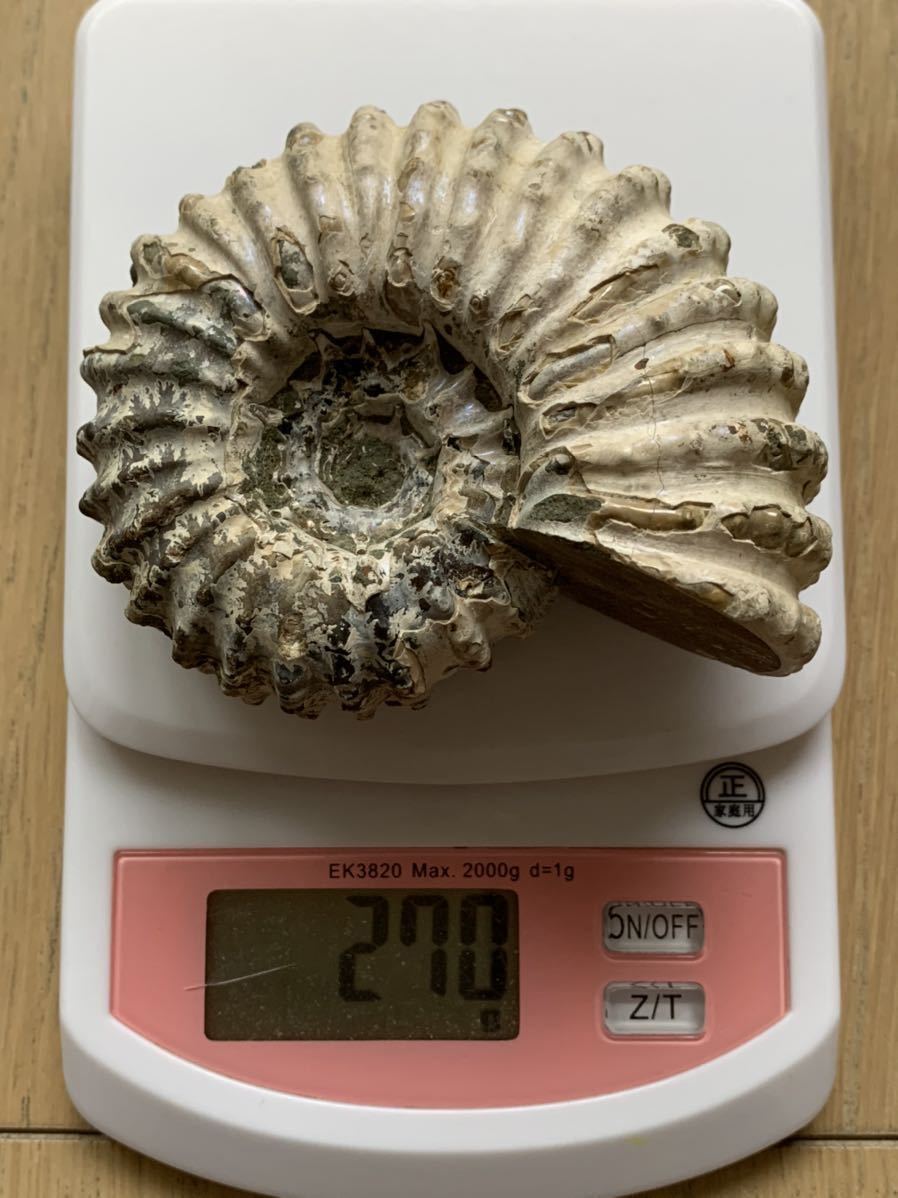 極美品マダガスカル産　希少　結晶化　アンモライト　クレオニセラス　虹入り台座付き マダガスカル産 褐色アンモナイト-ドウビレイセラス・マミラータム