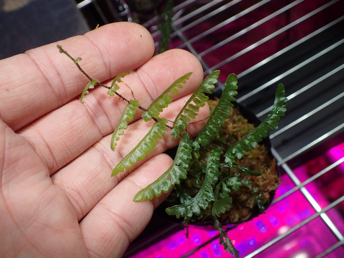  KSB:Teratophyllum aculeatum var. montanumバードウイングファン②(観葉植物)｜売買されたオークション情報、yahooの商品情報をアーカイブ公開 - オークファン その他