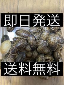 【安い，送料無料】 デュビア Lサイズ 約3.0 4.0cm 400匹 リピーターさん増量(エサ)｜売買されたオークション情報、yahooの商品情報をアーカイブ公開 - オークファン エサ