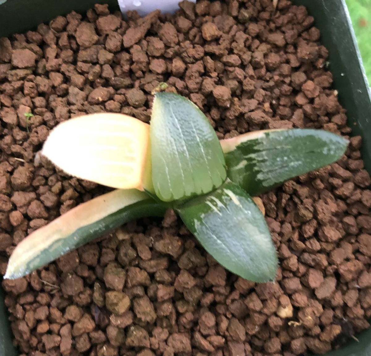 多肉植物 ハオルチア コレクタ錦葉挿し サボテン 売買されたオークション情報 Yahooの商品情報をアーカイブ公開 オークファン Aucfan Com