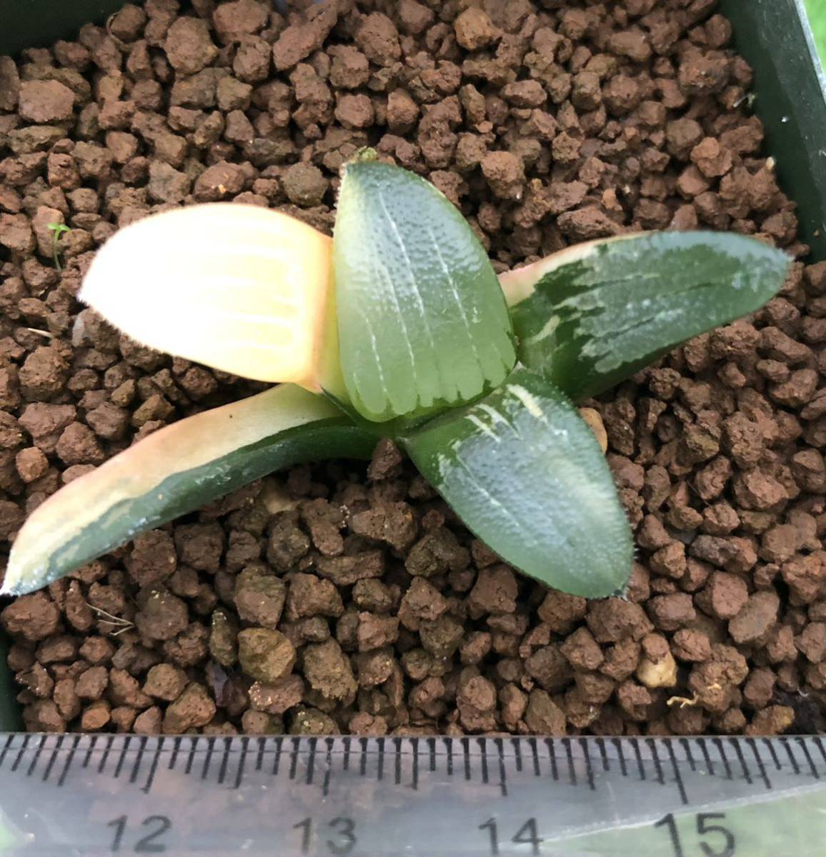 多肉植物 ハオルチア コレクタ錦葉挿し サボテン 売買されたオークション情報 Yahooの商品情報をアーカイブ公開 オークファン Aucfan Com