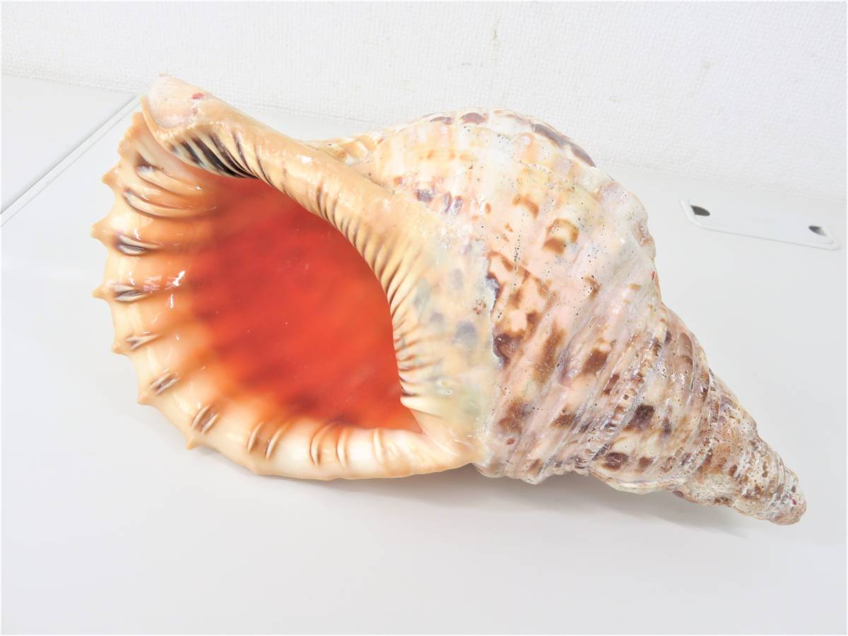法螺貝 ホラガイ ほら貝 貝 貝殻 全長約22.0cm 重量約160g つは琉球店