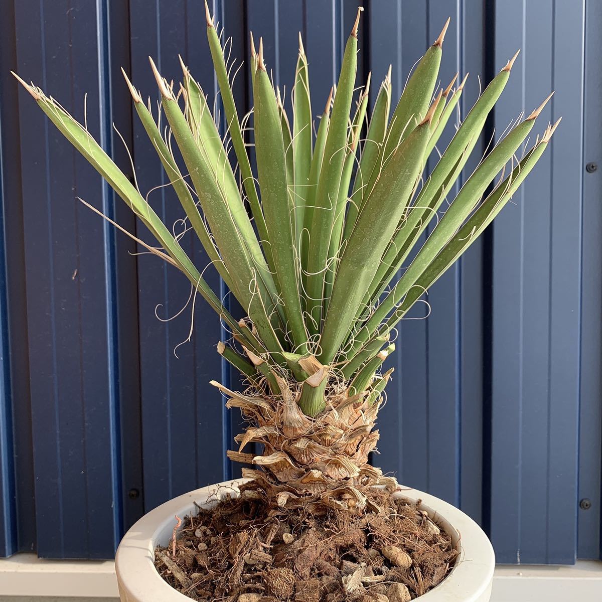 ユッカ ファクソニアーナ yucca faxoniana① 極太良型株 カルネロサーナ
