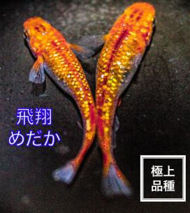 飛翔めだか 煌炎龍 有名ブリーダー極上品種種親 メダカ 卵 有精卵個 A めだか 売買されたオークション情報 Yahooの商品情報をアーカイブ公開 オークファン Aucfan Com