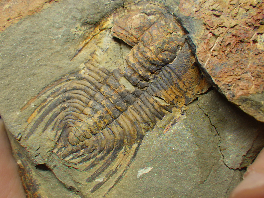 巣穴１円モロッコ 割ったまんまのlehua Corbachoi 三葉虫化石1211 化石 売買されたオークション情報 Yahooの商品情報をアーカイブ公開 オークファン Aucfan Com