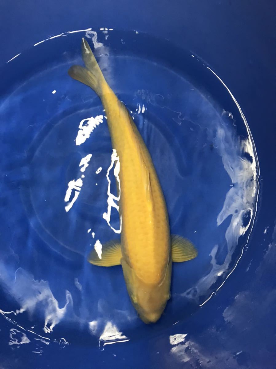 錦鯉 2歳 小西系 ラストからし鯉 目測60 弱 親鯉画像あり 92 錦鯉 売買されたオークション情報 Yahooの商品情報をアーカイブ公開 オークファン Aucfan Com