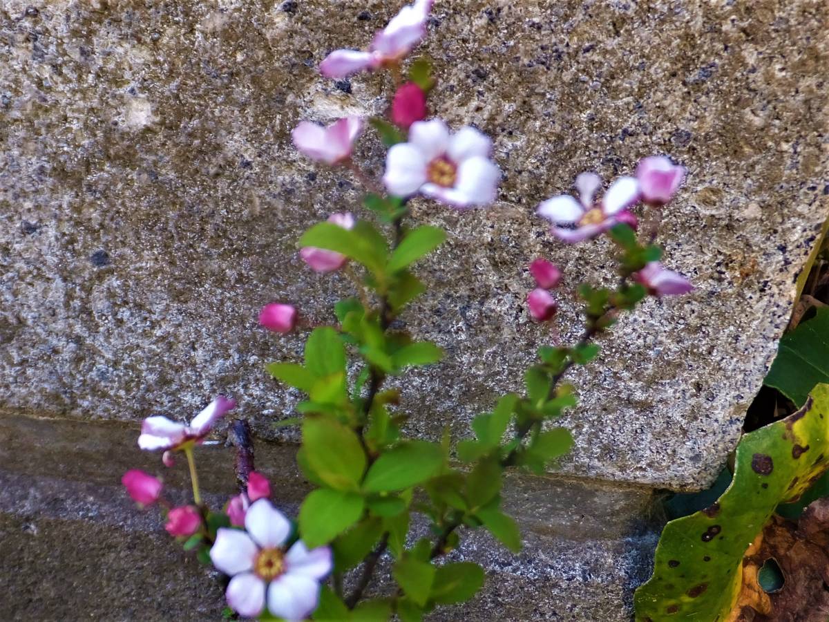 山野草 雪柳 ゆきやなぎ ユキヤナギ ピンク花 鉢植え 売買されたオークション情報 Yahooの商品情報をアーカイブ公開 オークファン Aucfan Com
