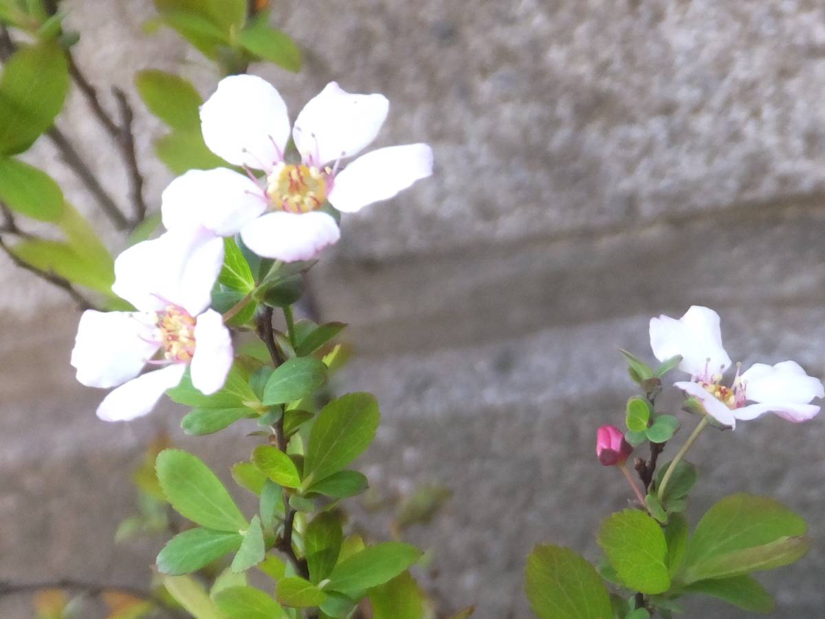 山野草 雪柳 ゆきやなぎ ユキヤナギ ピンク花 鉢植え 売買されたオークション情報 Yahooの商品情報をアーカイブ公開 オークファン Aucfan Com