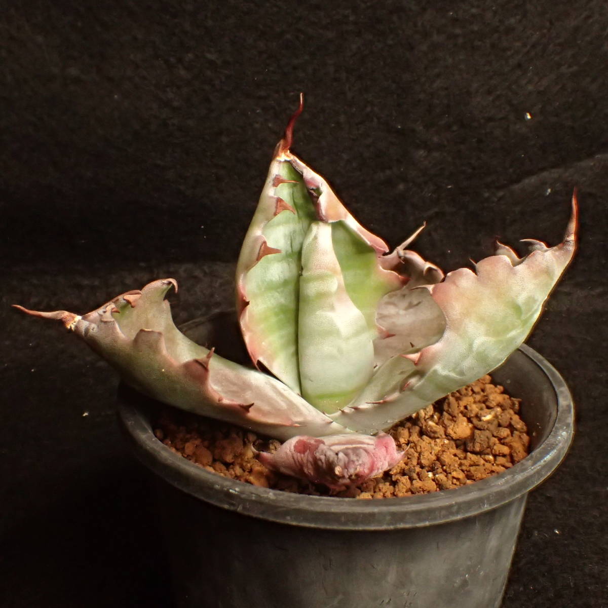 ゼブラ鮮明! 特美選抜 ゼブラコロラータ 真っ白葉にくっきり横縞 Agave colorata 白岳殿 / アガベ チタノタ チタノータ パキプス　塊根_1