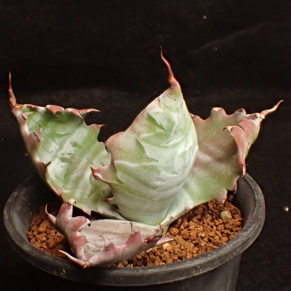 ゼブラ鮮明! 特美選抜 ゼブラコロラータ 真っ白葉にくっきり横縞 Agave colorata 白岳殿 / アガベ チタノタ チタノータ パキプス　塊根_2