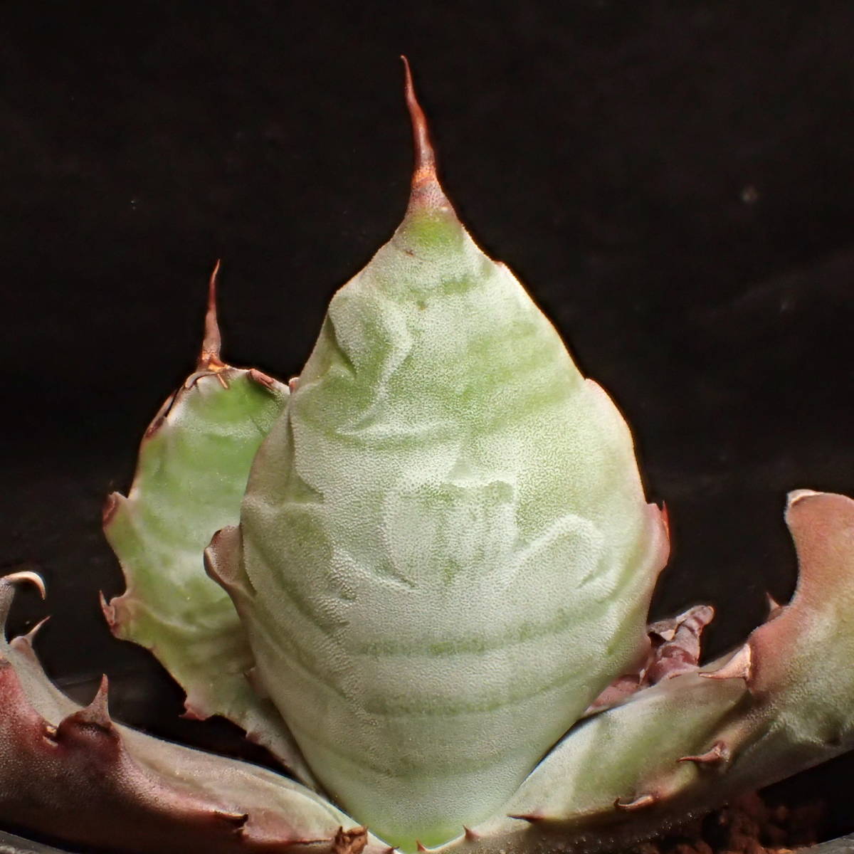 ゼブラ鮮明! 特美選抜 ゼブラコロラータ 真っ白葉にくっきり横縞 Agave colorata 白岳殿 / アガベ チタノタ チタノータ パキプス　塊根_4