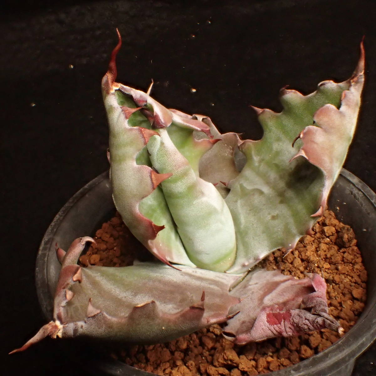 ゼブラ鮮明! 特美選抜 ゼブラコロラータ 真っ白葉にくっきり横縞 Agave colorata 白岳殿 / アガベ チタノタ チタノータ パキプス　塊根_5