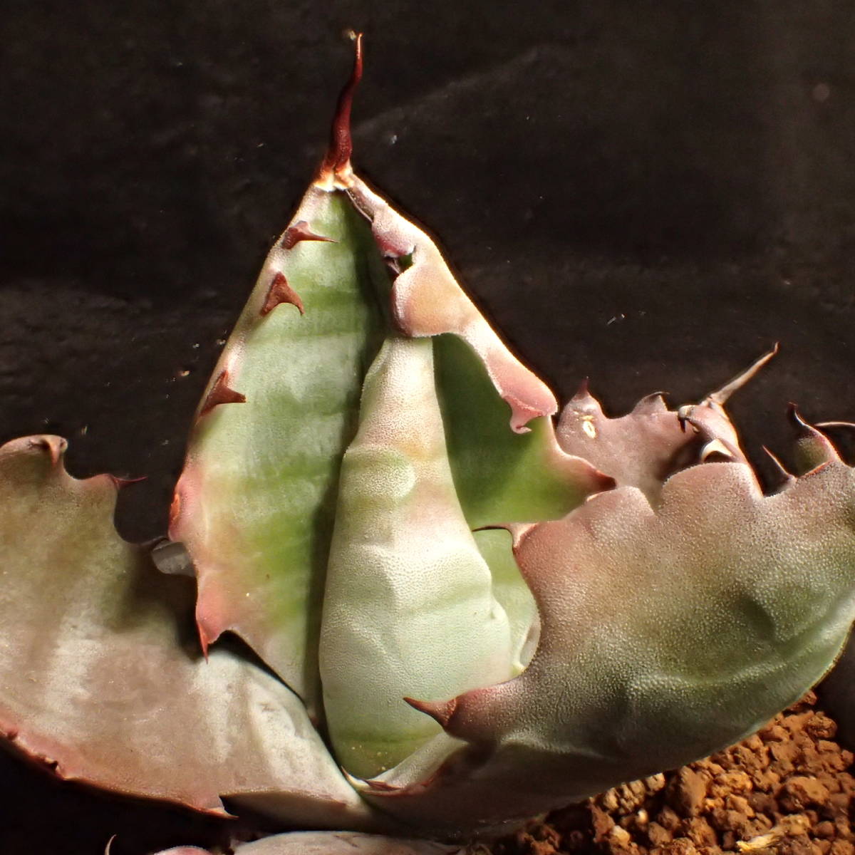 ゼブラ鮮明! 特美選抜 ゼブラコロラータ 真っ白葉にくっきり横縞 Agave colorata 白岳殿 / アガベ チタノタ チタノータ パキプス　塊根_7